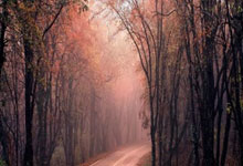 中超-米内罗一射两传吴曦进球 申花客场击败河南.